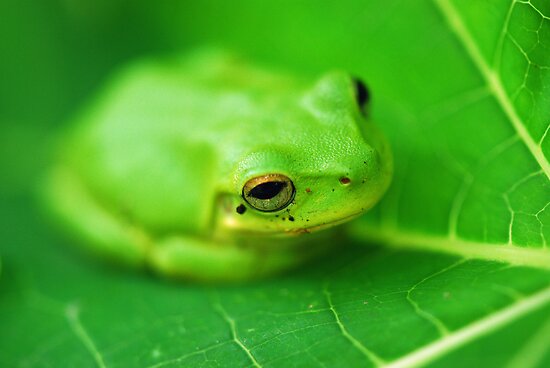 Baby Frog Pictures