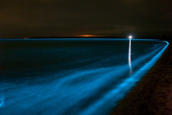 Bioluminescence In Victoria