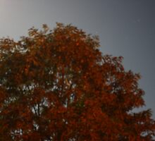 Starlit Tree by Devon Stewart