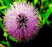 Grass Flower by myrbpix