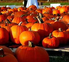 Pumpkin Patch by Wendy Mogul