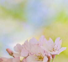 to be overcome by the fragrance of flowers is a delectable form of defeat... by Natalia Campbell