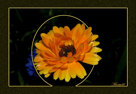 Marigold by MarianaEwa Marigold by MarianaEwa