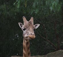 Giraffe by sath