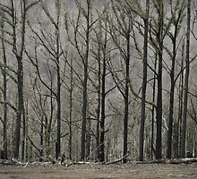 New life emerges by Norman Repacholi