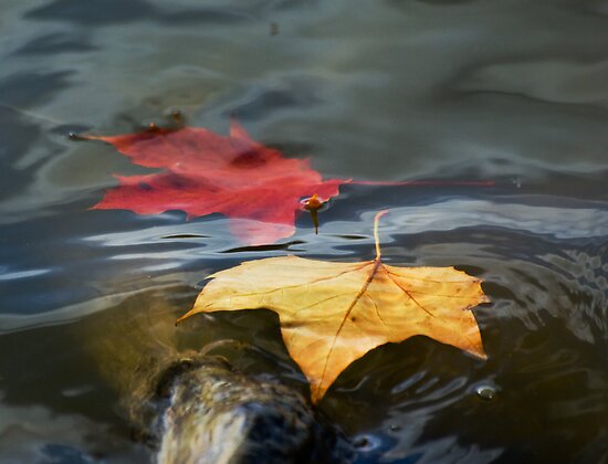 Floating Leaves