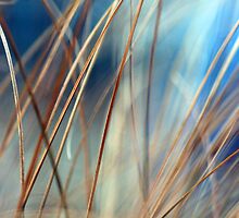 blades of gold by jaki good