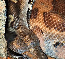 S-S-S-SNAKE by Cheryl Hall