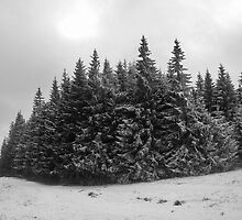 Winter fir trees. by demigod