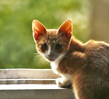 Red haired cat surprised. by demigod
