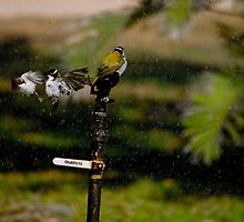 Water Fight by Di Edwards