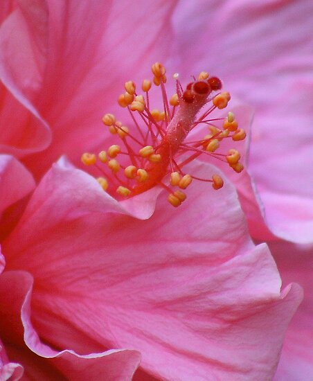 Pink Double Hibiscus Flower closeup by Gillian Bates