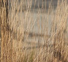 Shadows on Tall Grass - Conner Prairie by Artophobe