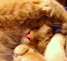 Sleepy Time Pocket by down23
