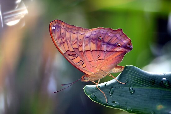 Cruiser Butterfly