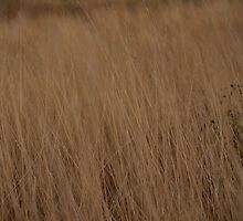 hidden in the tall grass by shamusfrisbedog