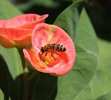 Bee tasting peenk by Ramír Delgado