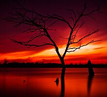 The Lonely Tree by Brandon Hayes