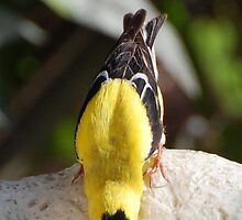 Audubon Society - America Goldfinch by DianeBUhlman