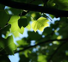 as I lay here looking up... by James McKenzie