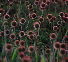 A patch of buzzies. by Eunice Atkins