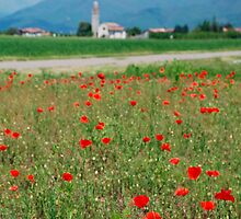 Poppy Field by jojobob