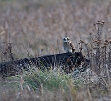 Lonely Hunter by David Friederich