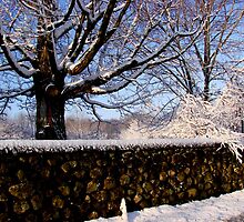 Winter time by Tricia Stucenski