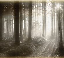 The Road Less.... by Luchare