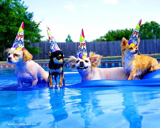 Sherial Vaughn › Portfolio › Pool Birthday Party Dogs Sherial Vaughn › Portfolio › Pool Birthday Party Dogs