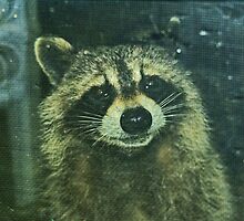 Bandit at the doors by Colin Harper by Mike Oxley