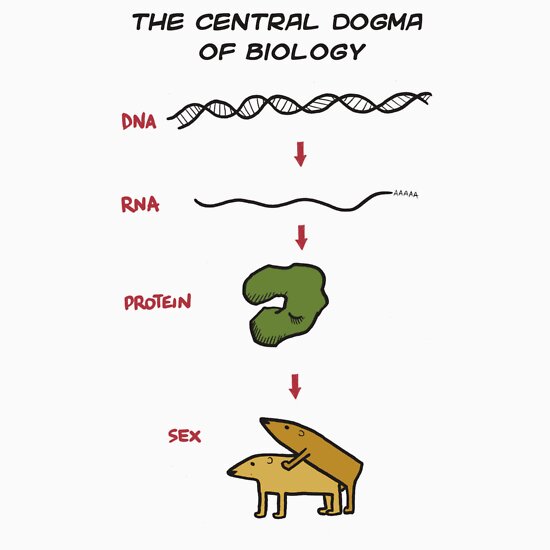 central-dogma-of-biology-stickers-by-velica-redbubble