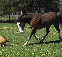 Who wins??? by coosa