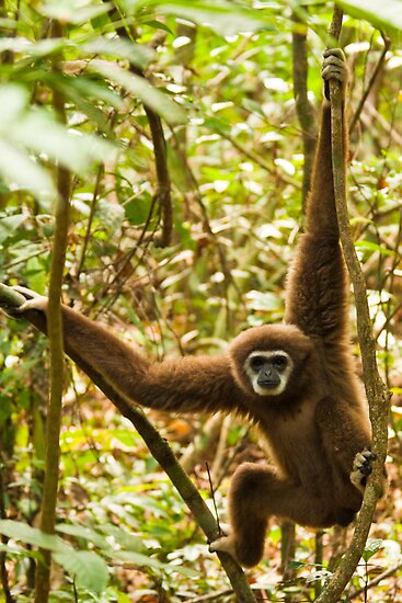Male Gibbon