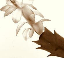 New Flower Project 30 by Kittin