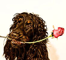 give you a rose by mario farinato