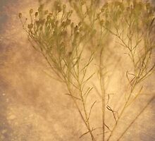Study Nature (without words) by Tia Allor-Bailey