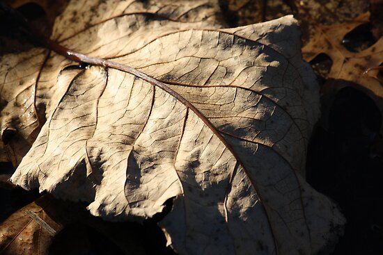 leaf in puddle