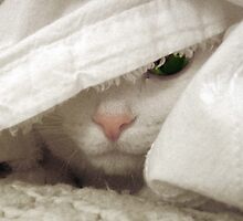 Big Lucy Incognito by hickerson