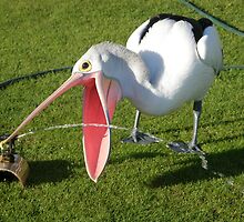Resident pelican at Monkey Mia by simonescott