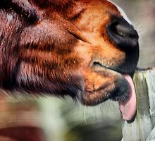 Fence Post Takes a Licking by Polly Peacock