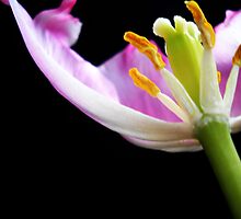 Faded Beauty. by Vitta