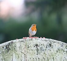 Robin by Carly Smith