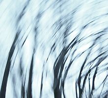 Wind Series I by Lena Weiss