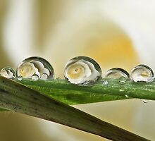 White rose by Bryan Jolly