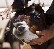 Alpaca shearing by Pascal Inard