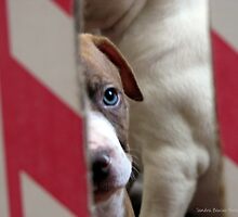 Can I Come Out of the Box Now? by Sandra Bauser Digital Art