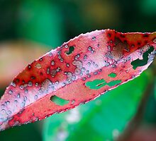 Photinia by Ann Palframan