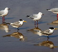 Crested terns and seagulls on Aslings Beach by Darren Stones