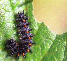 Fuzzy caterpillar eating a leaf by Michael Brewer